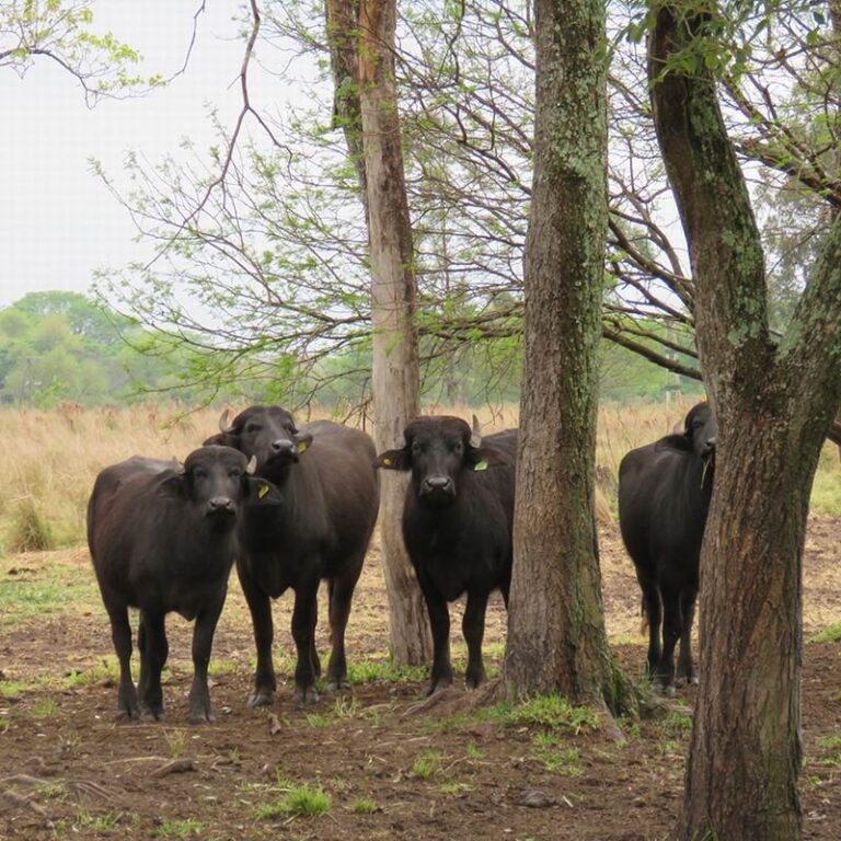 Búfalos en un humedal de Corrientes