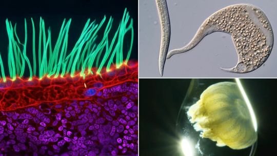 Microfotografía de cilias en movimiento capturada por el Dr. Ning Xu, ganadora del Nikon Small World in Motion 2026