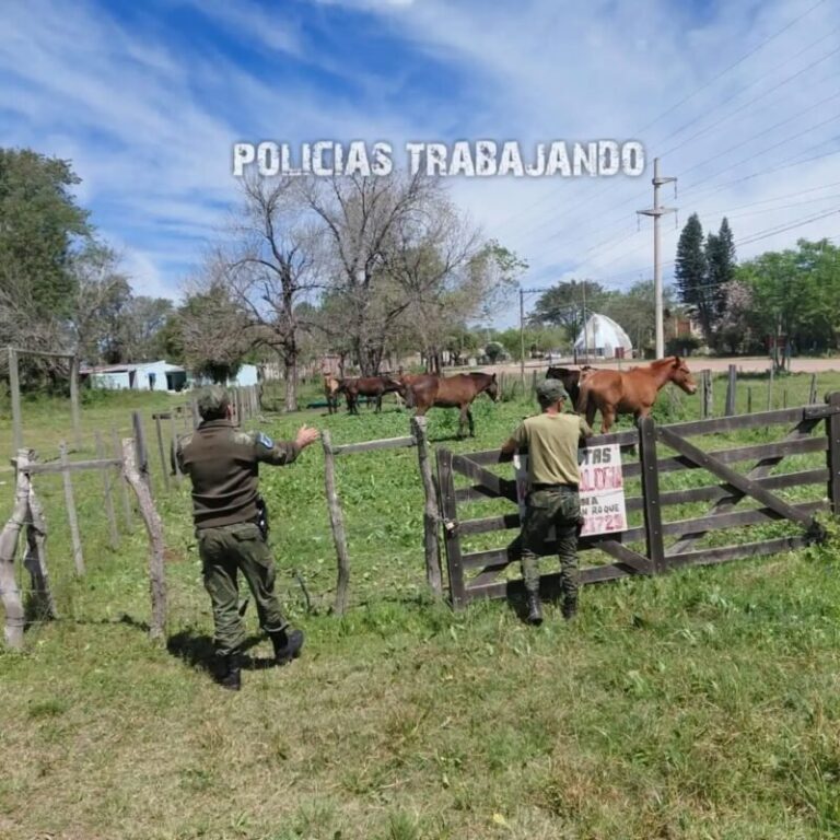 Caballos sueltos en el acceso norte de San Roque custodiados por la Policía Rural