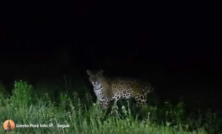 Yaguareté en la zona rural de Loreto, Corrientes