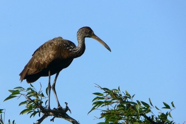 Ave karáu (Aramus guarauna) en los esteros de Corrientes