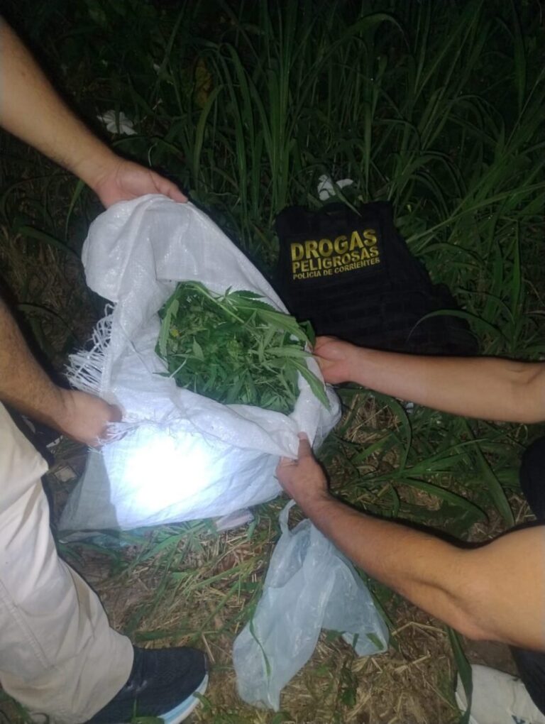 Plantas de marihuana secuestradas en la costa del río Paraná
