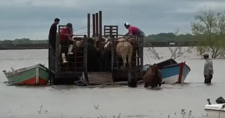 Barcaza con vacas durante el traslado desde las islas chaqueñas a Corrientes por la crecida del río Paraná